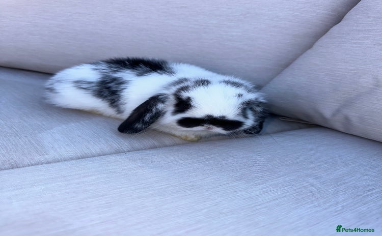 Mini Lop rabbits - Advert 1