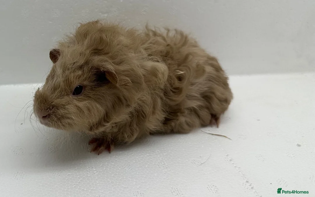 Guinea Pig rodents for sale: Stunning! Female & Male Baby Alpaca Guineapigs  - Advert 10