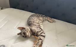 Bengal cats for sale: Pure bengal girl  - Image 2