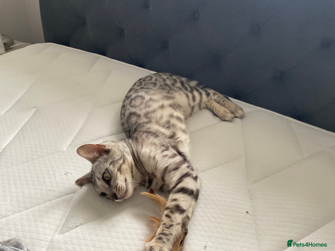 Bengal cats for sale: Pure bengal girl  - Image 2