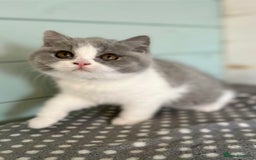 British Shorthair cats for sale: Blue/cream biocolour British short hair kitten - Image 32