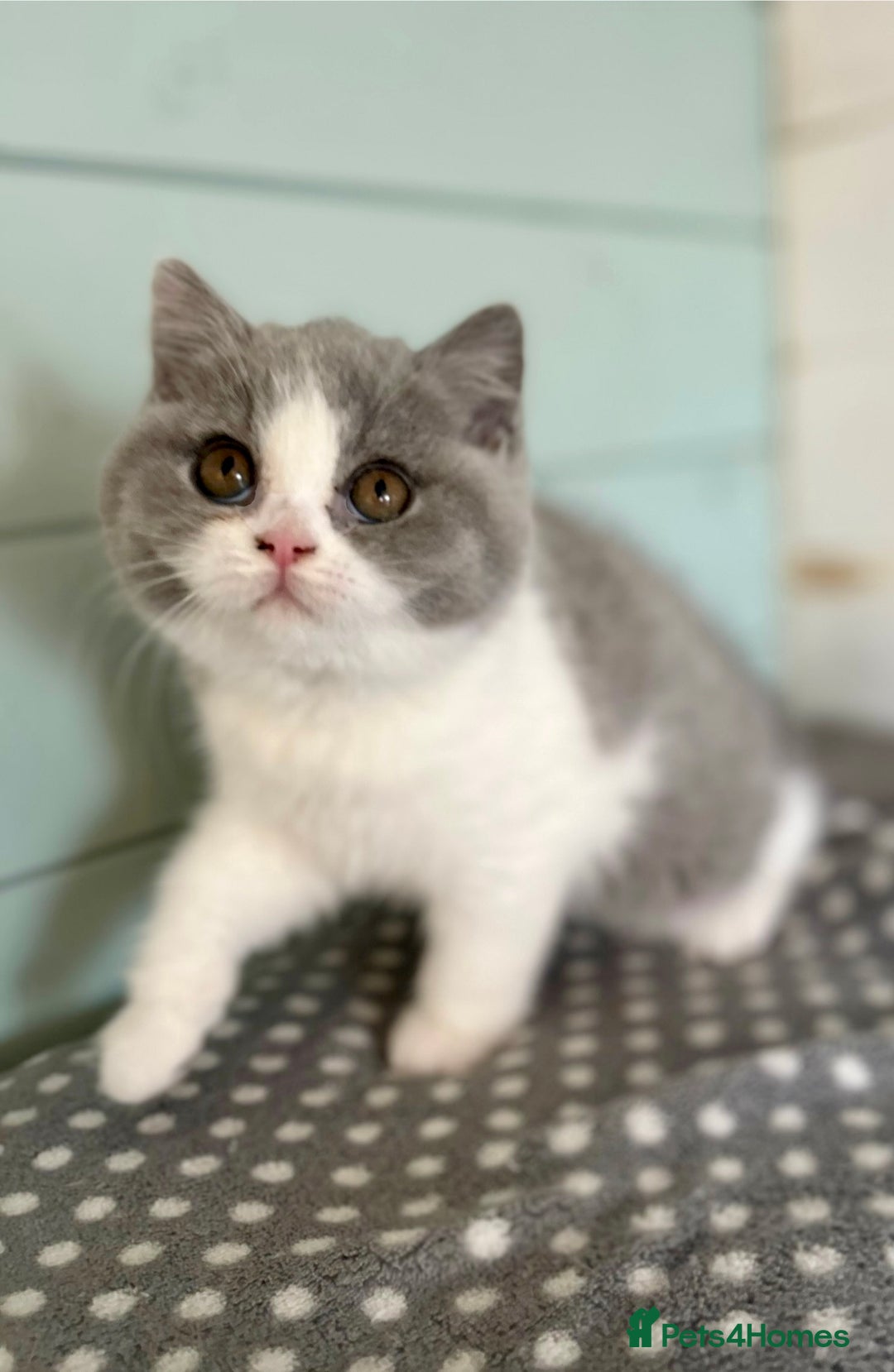 British Shorthair cats for sale: Blue/cream biocolour British short hair kitten - Image 32