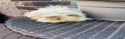 Guinea Pig rodents for sale: Pure bred Lunkarya sow - Advert 1