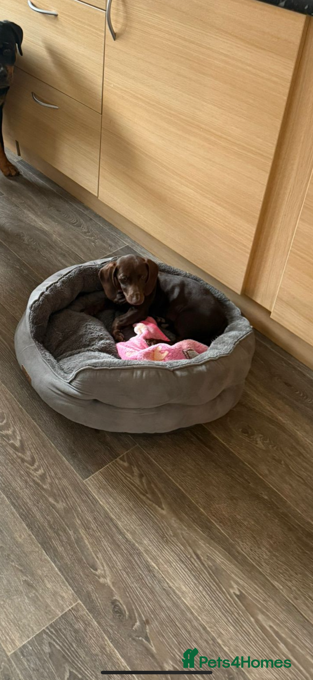 Mixed Breed dogs for sale: 6 month old small puppy  - Image 6