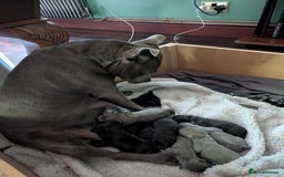 Staffordshire Bull Terrier dogs for sale: Ms/Mister - Image 36