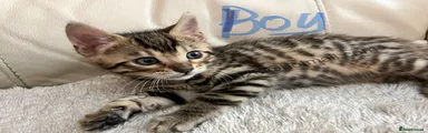 Bengal Rosette Brown Boy