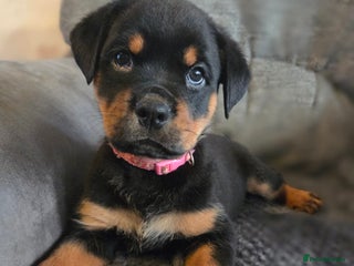 Rottweiler dogs Rottweiler puppies - Advert 5