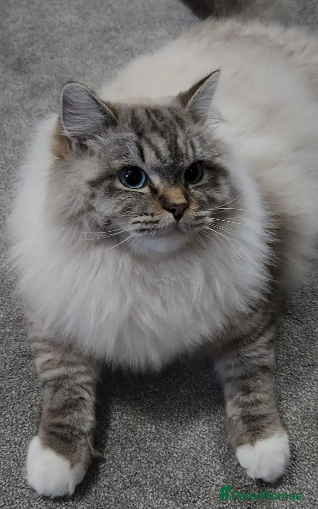 Ragdoll cats for sale: Huge Lynx mitted boy looking for a loving home - Advert 5