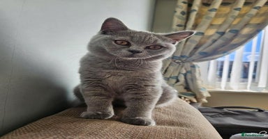 British Shorthair cats - Advert 14