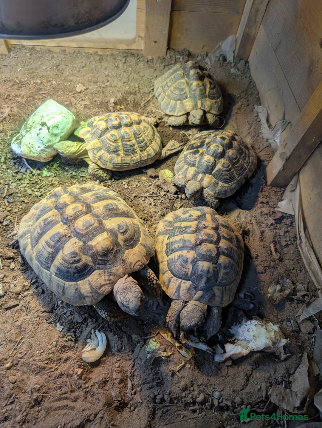 Tortoise reptiles for sale: Breeding Pair of 5 Tortoises 4 Female 1 male  in Ruislip - Image 2