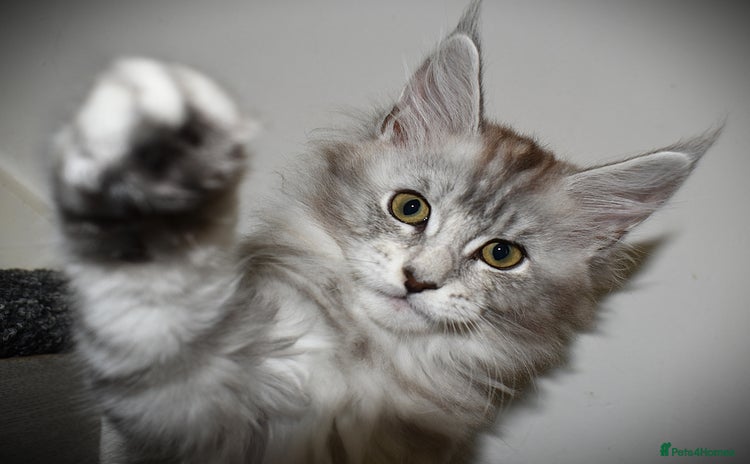 Maine Coon cats - Advert 5