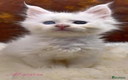 Maine Coon cats for sale: Championship line GCCF Maine Coon kittens  - Image 13