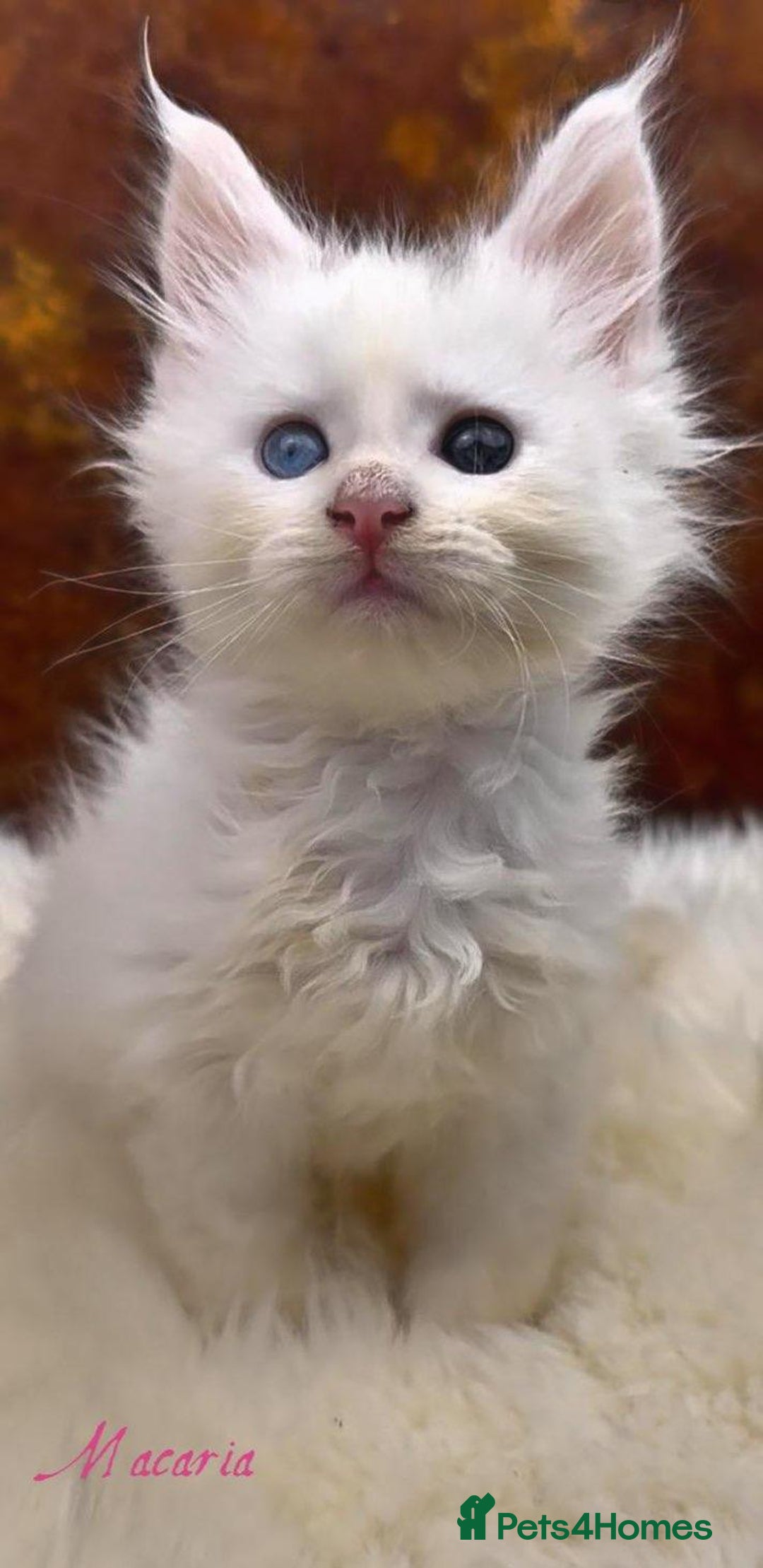 Maine Coon cats for sale: Championship line GCCF Maine Coon kittens  - Image 13