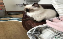 Ragdoll cats for sale: GCCF ragdoll seal point girl - Image 8