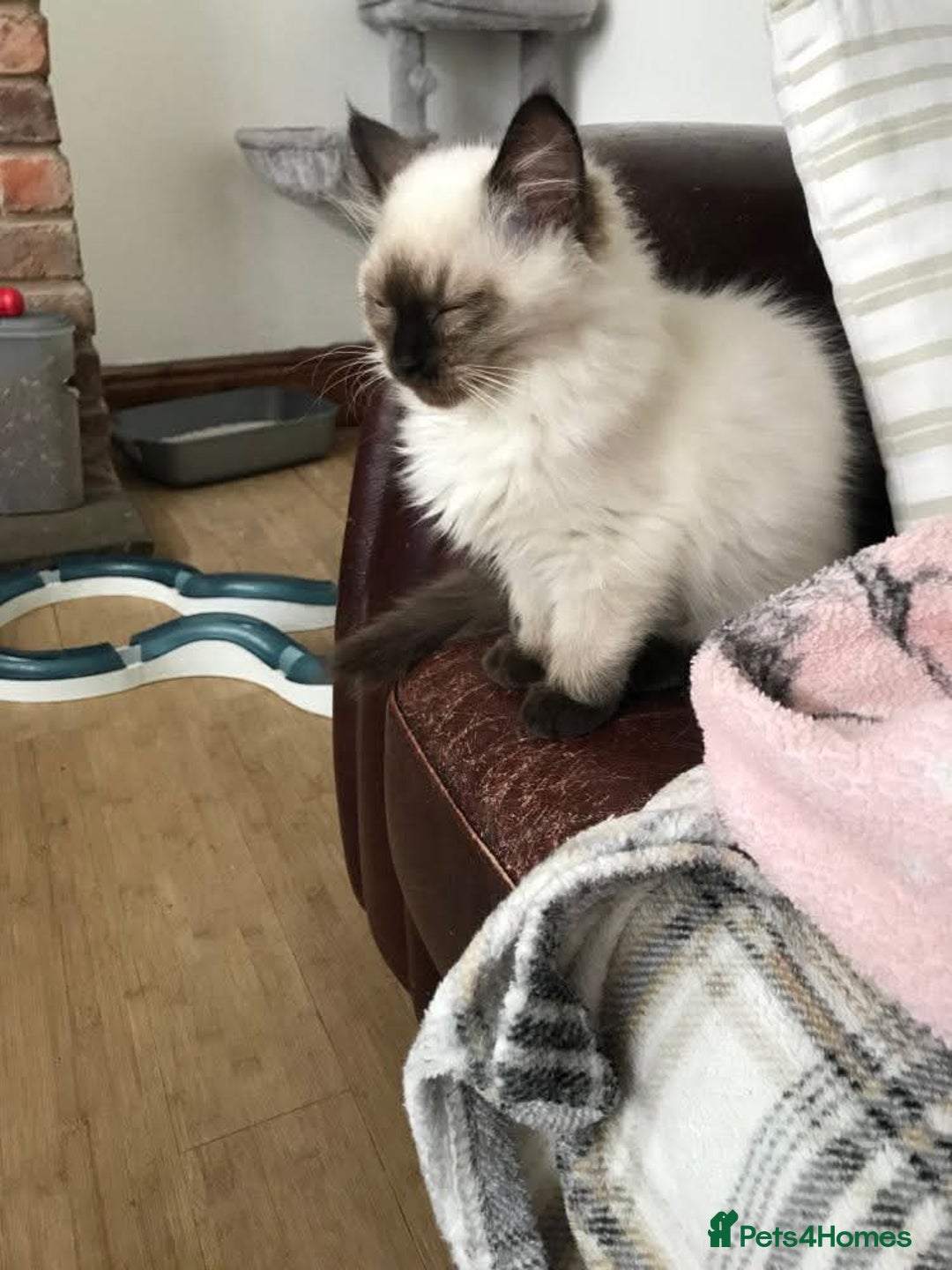 Ragdoll cats for sale: GCCF ragdoll seal point girl - Image 8