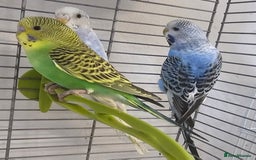 Budgerigars birds for sale: Budgies available for new homes - Image 9