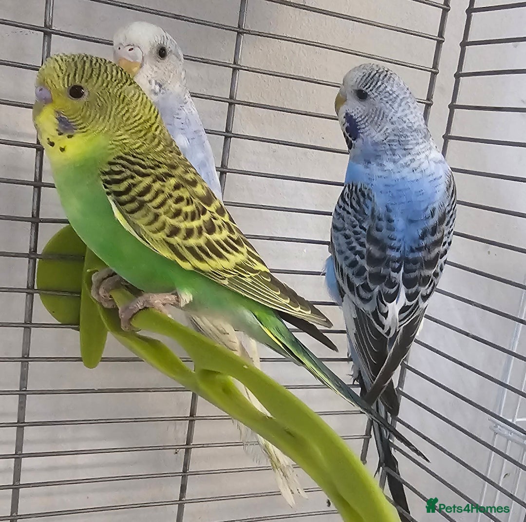 Budgerigars birds for sale: Budgies available for new homes - Image 9