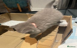 British Shorthair cats for sale: 💕Pure BSH Kittens – Family Raised, Ready December - Image 14