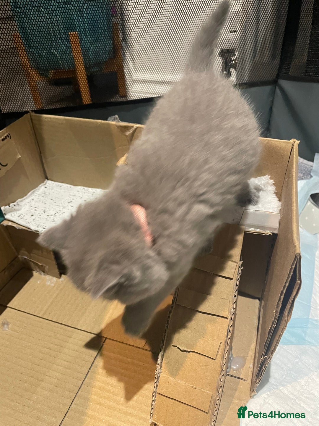 British Shorthair cats for sale: 💕Pure BSH Kittens – Family Raised, Ready December - Image 14