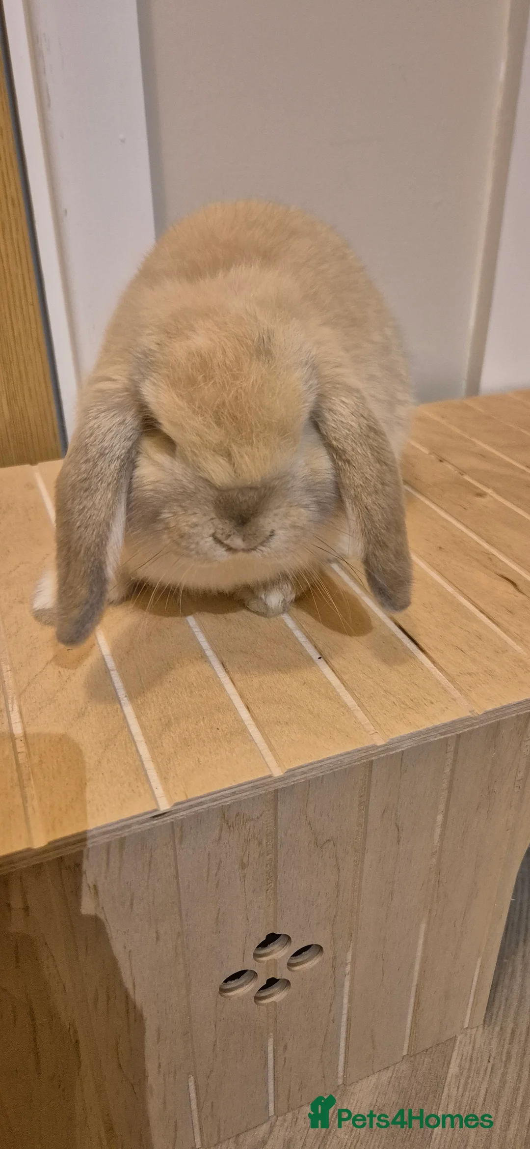 Mini Lop rabbits for sale: Female mini lop - Advert 3