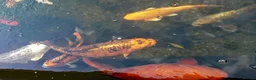 Pond Fish fish for sale: Beautiful Koi and Goldfish to be rehomed in Peacehaven - Advert 4