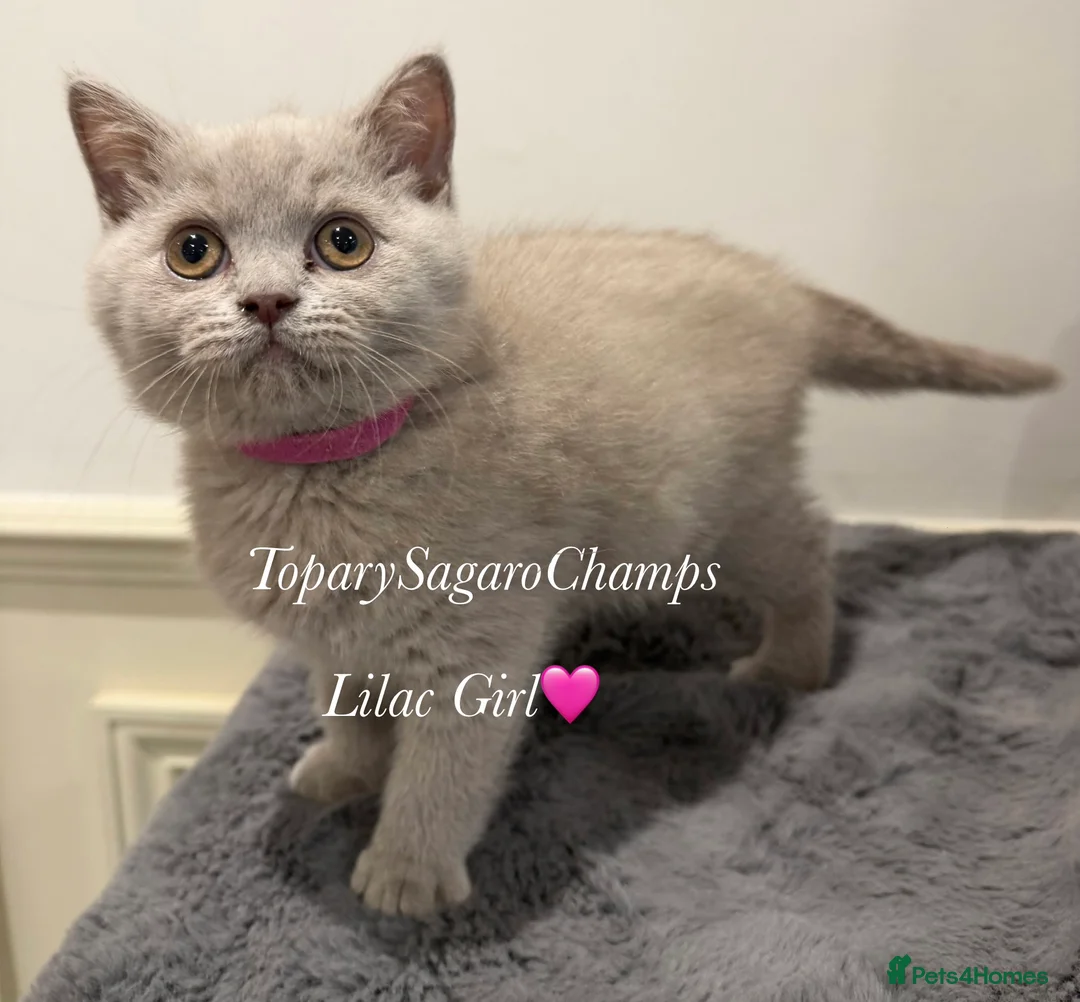 British Shorthair cats for sale: 🐾 Champion British Shorthair Kittens for Sale🐾 - Advert 6