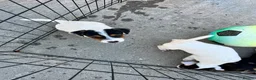 Jack Russell dogs for sale: Jack Russell's for sale in Slough - Advert 3