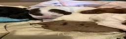 Cocker Spaniel dogs for sale: Beautiful & unique Cocker Spaniel litter  - Advert 19