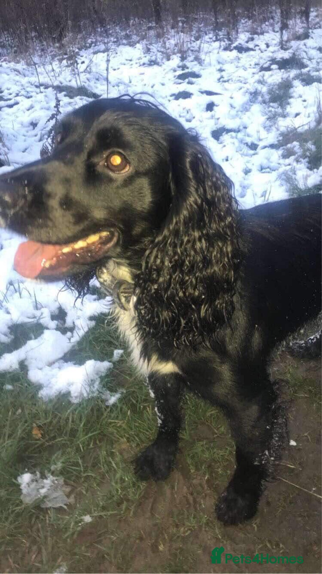 Cocker Spaniel dogs for stud: KC registered Cocker Spaniel Striker for stud - Image 2