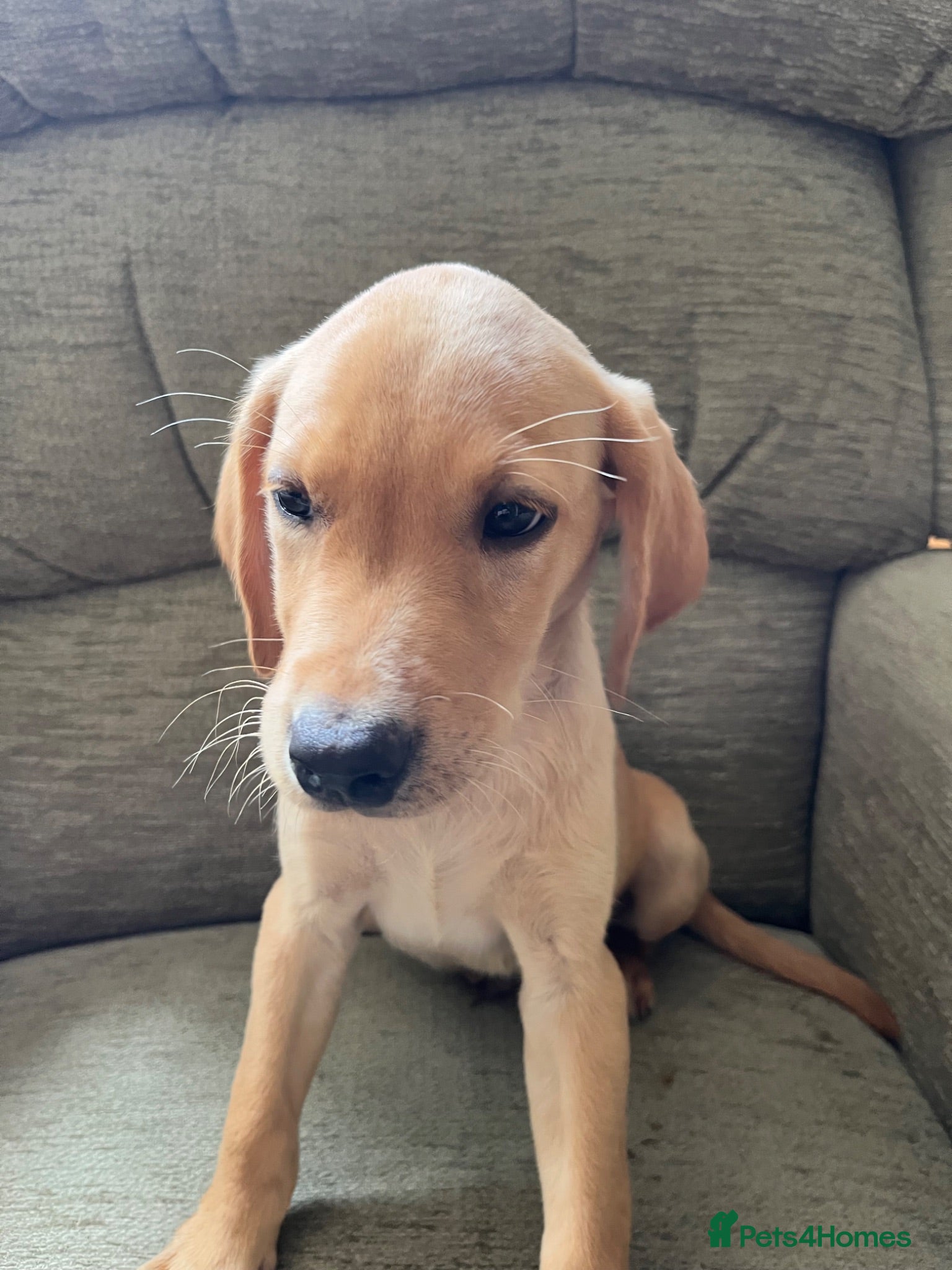 Labrador Retriever dogs Stunning yellow boy  - Advert 1