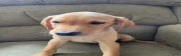 Labrador Retriever dogs for sale: Stunning yellow boy  - Advert 1