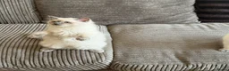 Ragdoll cats for sale: Ragdolls kittens ready to leave‼️ - Advert 6