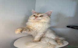 Maine Coon cats for stud: LARGE High Red Silver Stud - Advert 2