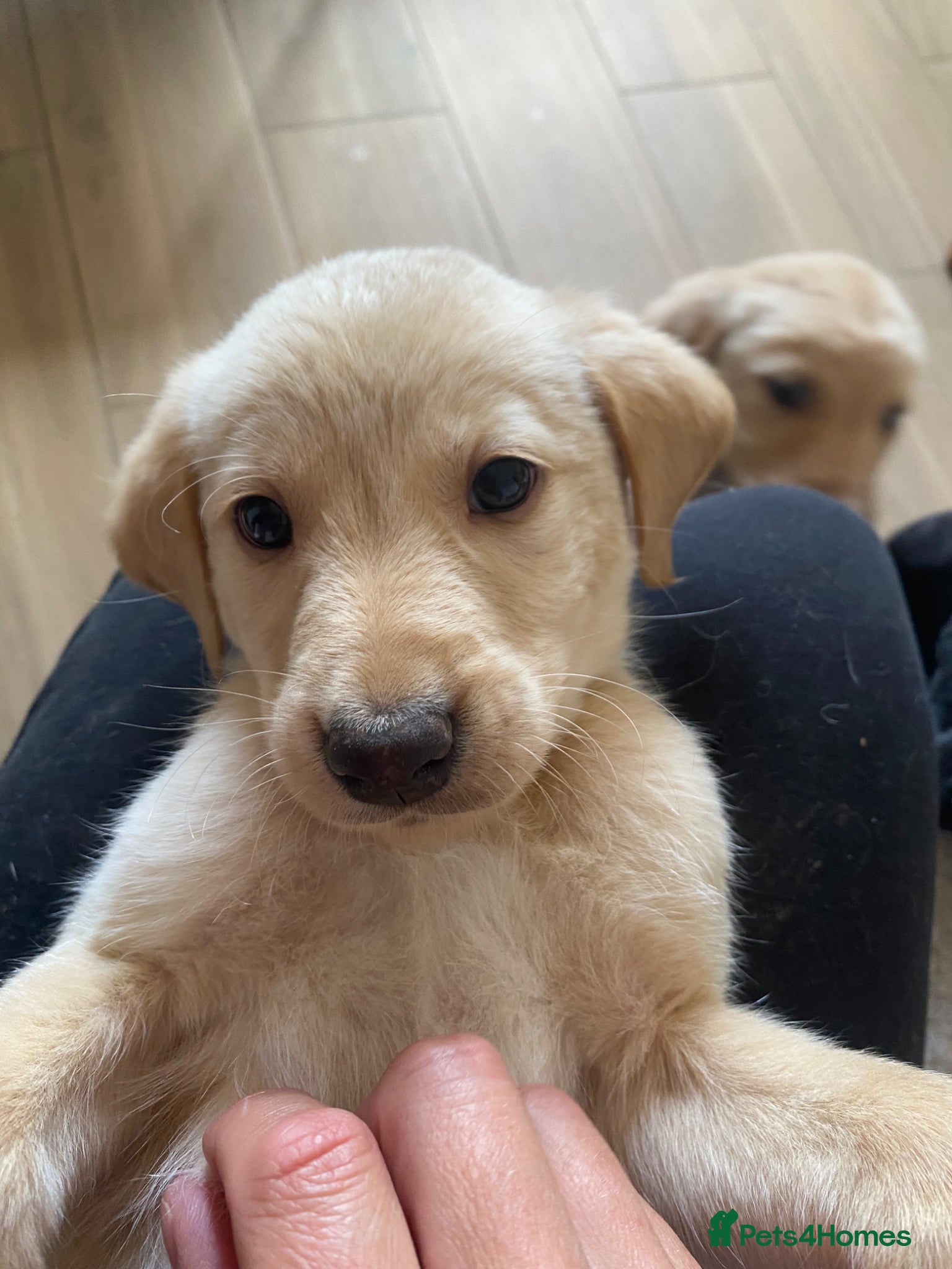 Mixed Breed dogs Lurcher puppies ready for forever homes - Advert 3