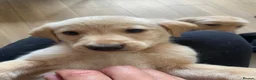 Mixed Breed dogs for sale: Lurcher puppies ready for forever homes - Advert 18