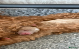 Mixed Breed dogs for sale: Australian Labradoodle  1 girl available - Image 9