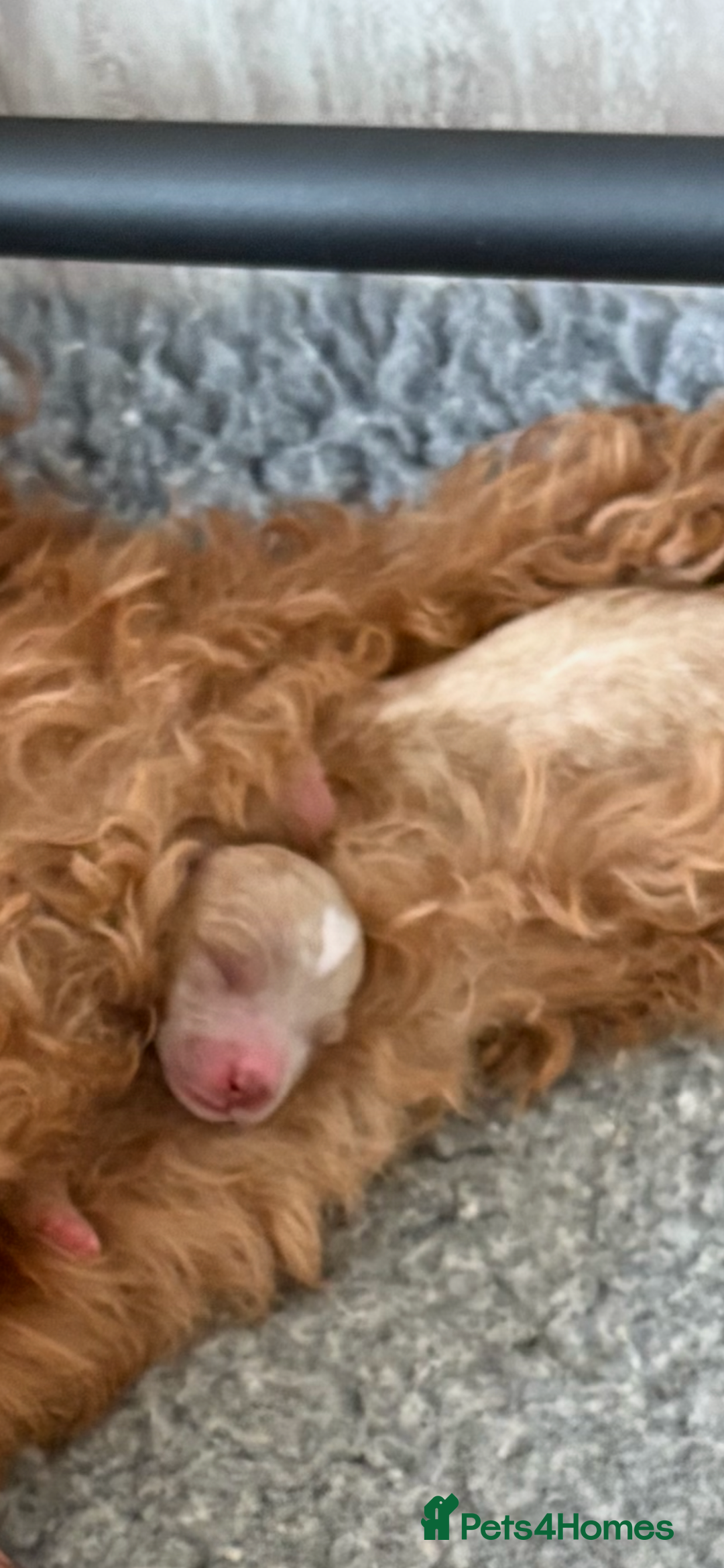 Mixed Breed dogs for sale: Australian Labradoodle  1 girl available - Image 9