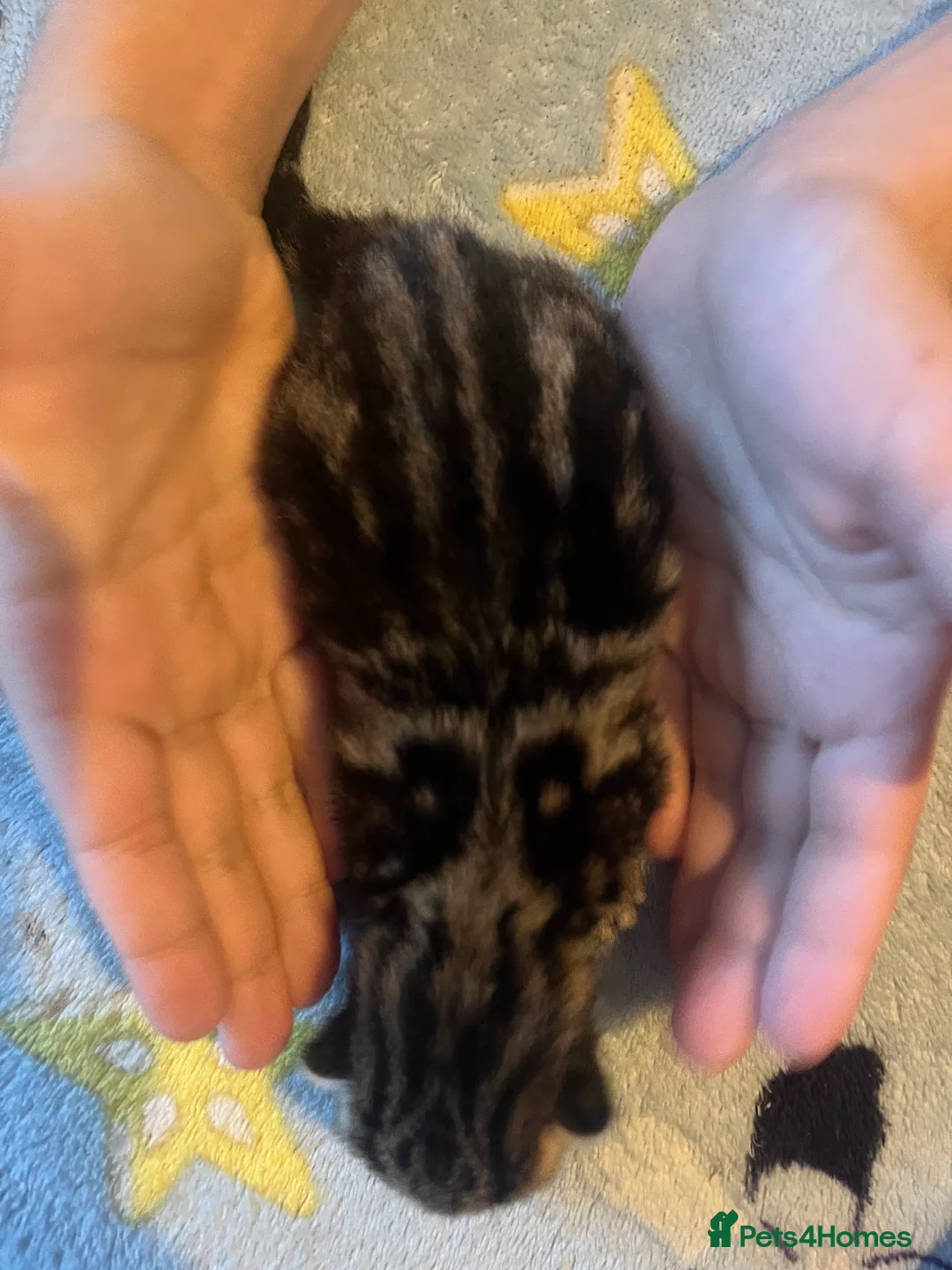 Mixed Breed cats for sale: Amber Bengal X shorthaired Black kittens in Cambridge - Advert 17