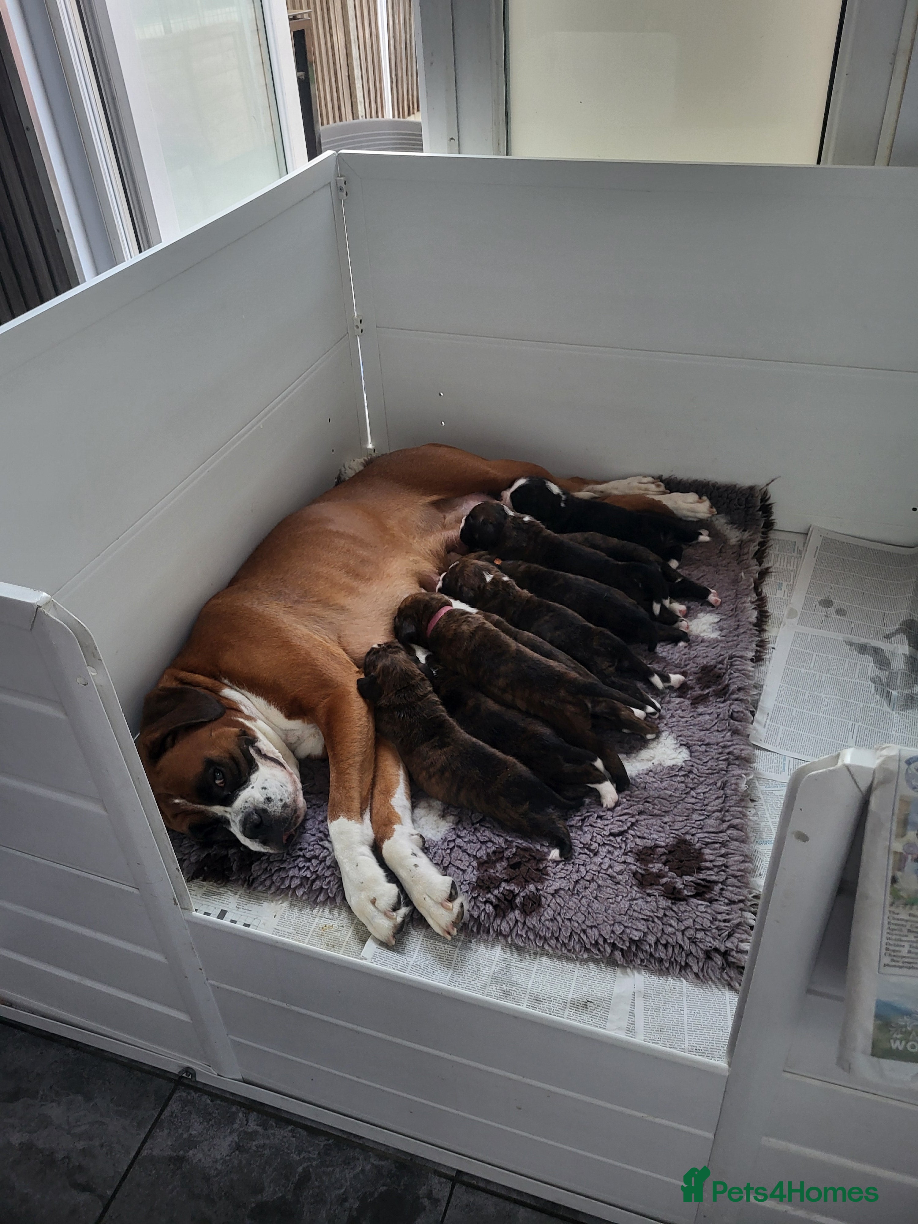 Boxer dogs Kc registered Boxer puppies  - Advert 3