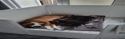 Boxer dogs for sale: Kc registered Boxer puppies  - Advert 3