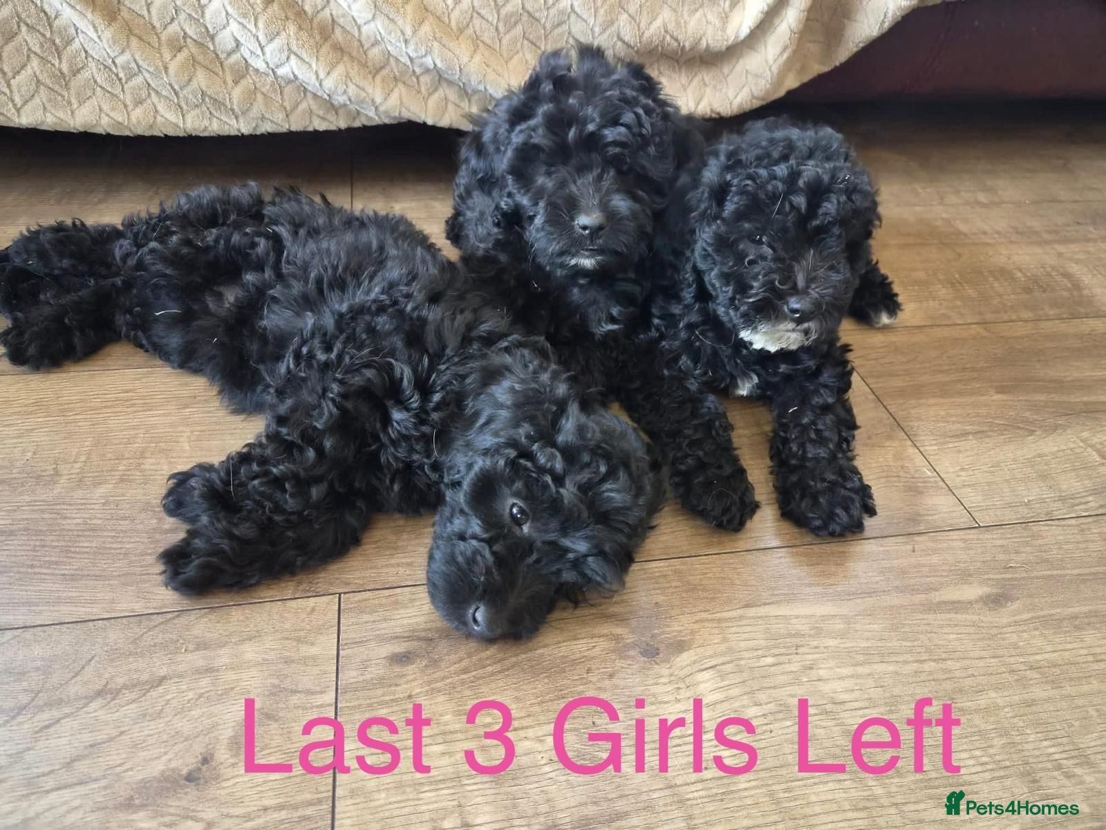 Cockapoo dogs F1B Miniature Poodle x Cockapoo  - Advert 1