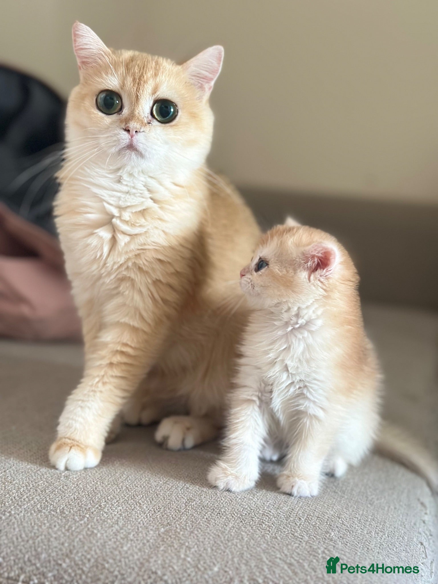 British Shorthair cats Gorgeous GCCF registered British shorthair Gold. - Advert 2
