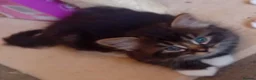 Mixed Breed cats for sale: Kittens  in Telford - Advert 13