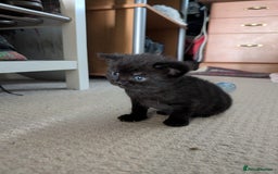 British Shorthair cats for sale: Kittens from loving country cottage home - Image 10