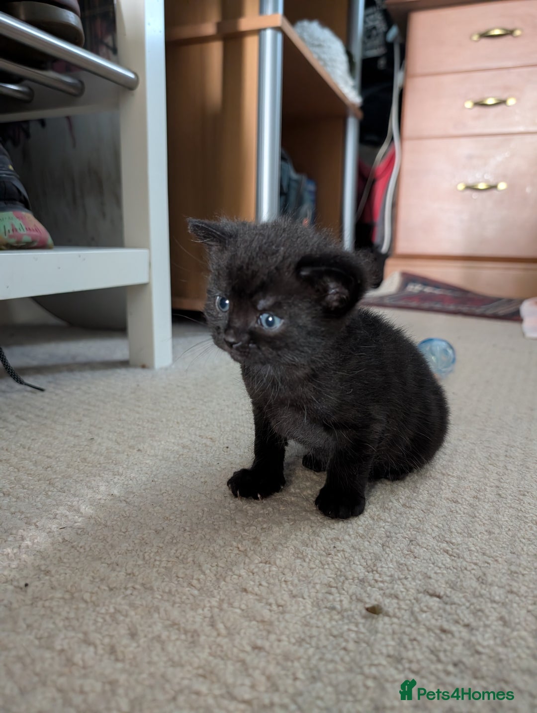 British Shorthair cats for sale: Kittens from loving country cottage home - Image 10