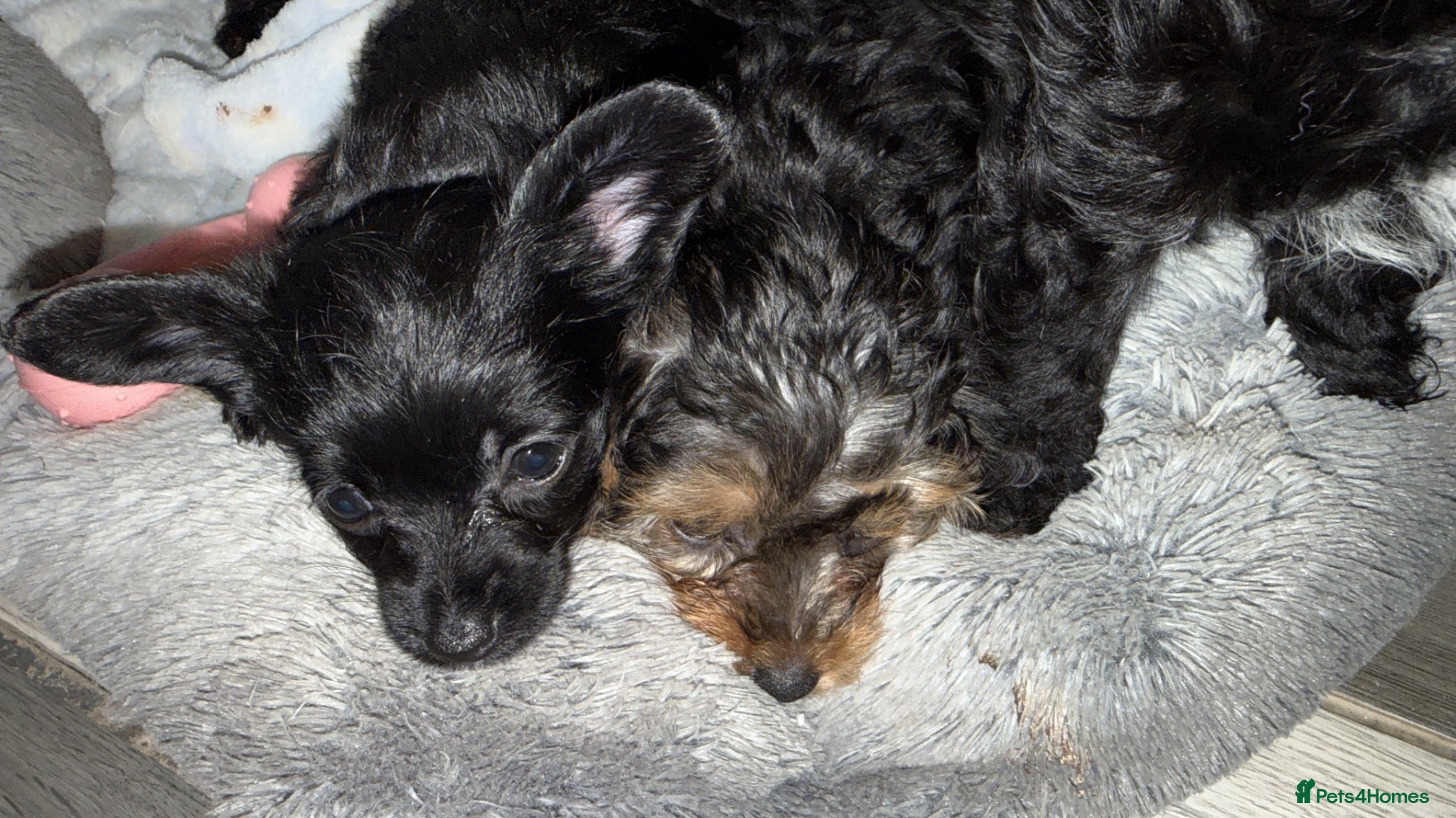 Mixed Breed dogs 3 yorkiepoos ready to go Friday !!!  - Advert 4