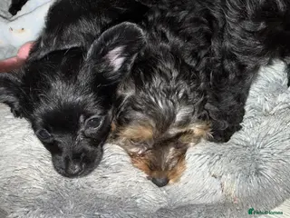 Mixed Breed dogs 3 yorkiepoos ready to go Friday !!! - Advert 4
