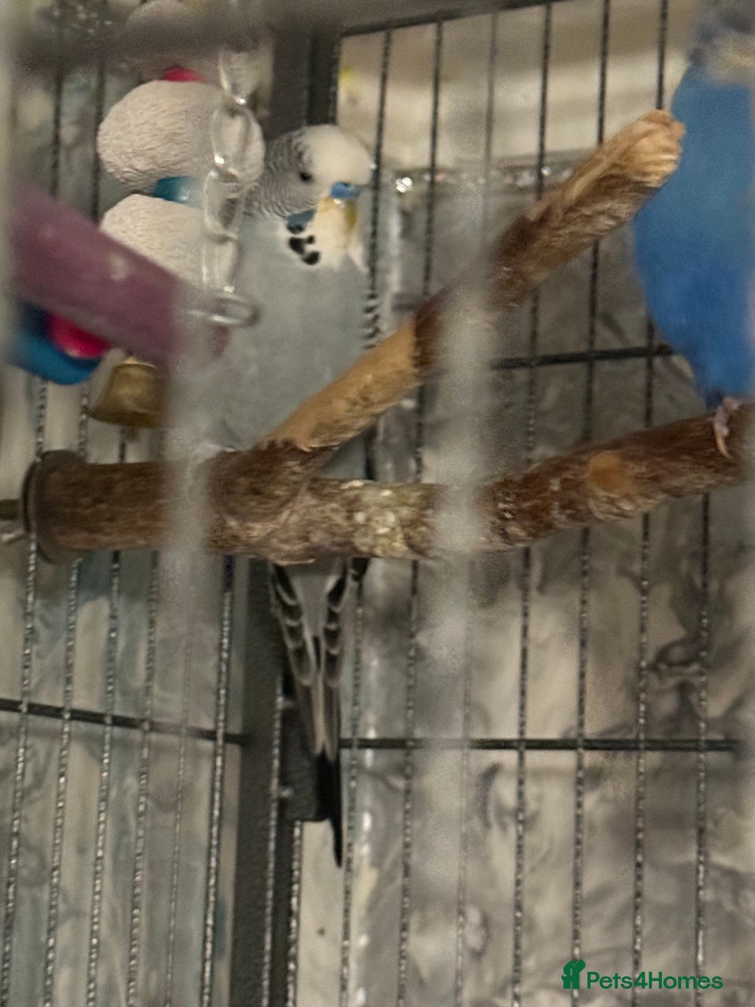 Budgerigars birds for sale: Budgies for sale ,canvey island £20 each. - Advert 2