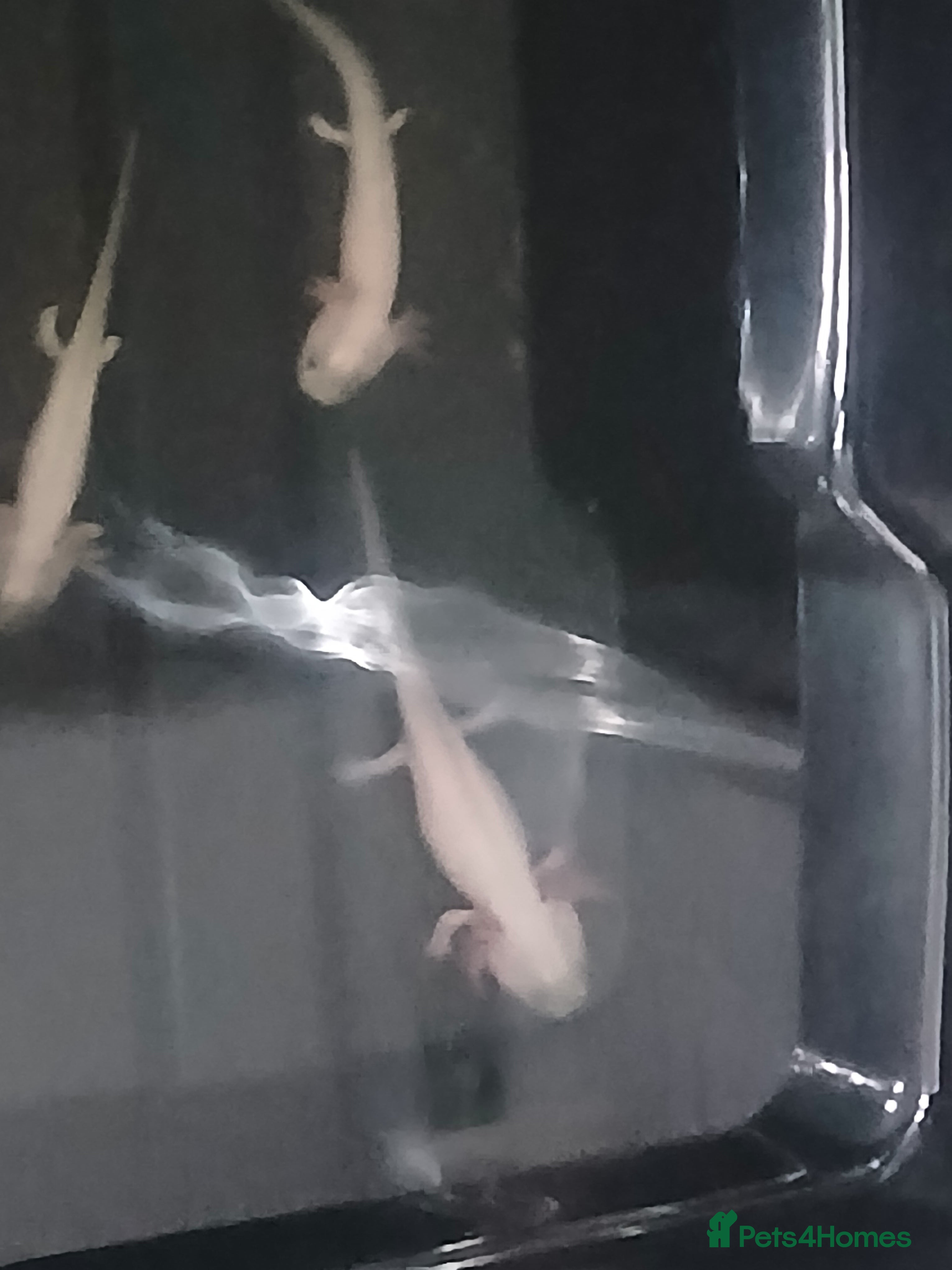 Axolotl reptiles Axolotls  - Advert 3