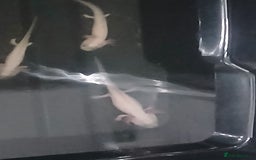 Axolotl reptiles for sale: Axolotls  - Image 1